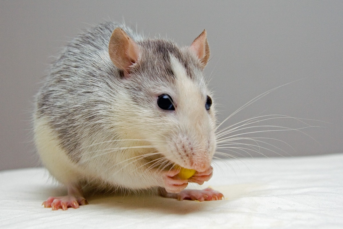 Jak pozbyć się myszy z domu z blatu?